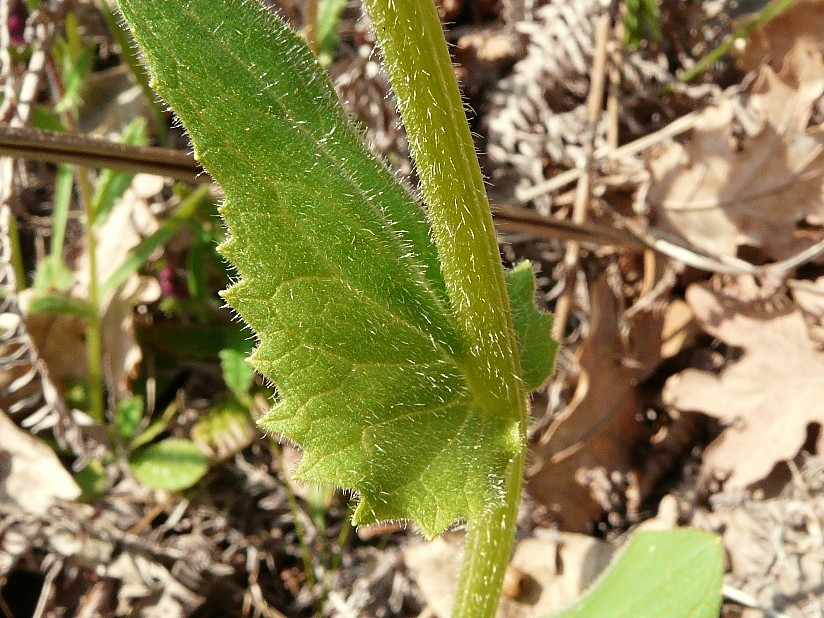 Doronicum cfr. orientale